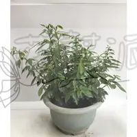 在飛比找蝦皮購物優惠-花幫派_香草植物—抹草/茉草--俗稱「避邪草」~豆科落葉固氮