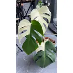 日本白斑龜背芋 白斑龜 龜背芋 MONSTERA 雨林 斑葉植物 IG