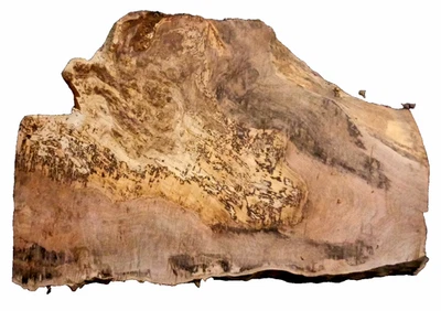 XL SPALTED MAPLE BURL BLANK TURNING CRAFTING WOODWORKING APPROX 26x18x2.75 IN