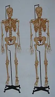 在飛比找Yahoo!奇摩拍賣優惠-(ME-N_100)人體骨骼模型 全身骨骼模型 人體模型