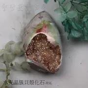 【土桑展精選寶物】水光晶簇貝殼化石-荷花 (珠寶等級)