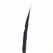 30" to 38" Lady Amherst Pheasant Side Tail Feather - Navy Blue ((SECONDS))