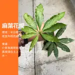 麻葉花燭 植物 IG 網紅 觀葉植物 網紅植物 室內植物 空氣淨化 陽台植物 高級植物