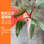 粉紅公主 蔓綠絨 植物 IG 網紅 觀葉植物 網紅植物 室內植物 空氣淨化 陽台植物 高級植物