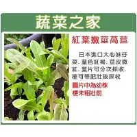 在飛比找蝦皮購物優惠-【蔬菜之家滿額免運】A55.紅葉嫩莖萵苣種子1500顆(窩筍