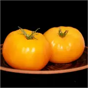 Tomato - Mortgage Lifter Yellow seeds
