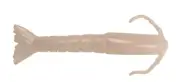 Berkley Gulp! Saltwater Fish Bait, 2" Pearl White Baby Shrimp, Pack of 8