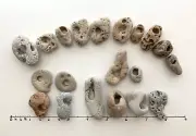 20 Naturally Holey Beach Rocks Hag Stones Fairy Wish Adder Magic Bead #Q6 USA