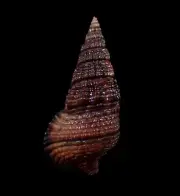 Sea shells- Terebralia sulcata- 35mm