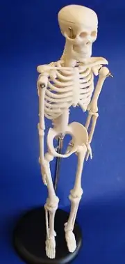 Model Anatomy Professional Medical Skeleton Miniature 42cm 17in IT-005 ARTMED