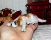 Handsculpted St Bernard Dog Made to order OOAK 1:12 Miniature Dollhouse IGMA cat