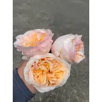 在飛比找蝦皮購物優惠-維多利亞蜜桃玫瑰花 黃 粉 大輪月季切花 樹玫瑰盆栽