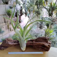 在飛比找Yahoo!奇摩拍賣優惠-空氣鳳梨 Tillandsia caput-medusae 