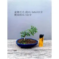 在飛比找蝦皮購物優惠-(小葉) 埔姜 黃荊 不驚茶 牡荊 埔姜仔 盆栽 盆景