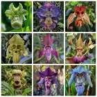 Monkey Face Orchid Seeds Flower Seeds Monkey Face Orchid Species Cymbidium Seed