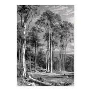 Giant Eucalypt - Black A1 Poster Print