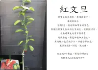 在飛比找Yahoo!奇摩拍賣優惠-心栽花坊-紅文旦柚/紅肉文旦/4吋/嫁接苗/水果苗/柑橘類/