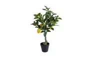 Rogue Lemon Tree - 60x42x38cm