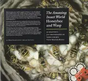 The Amazing Insect World - Honeybee and Wasp by Hugo de Wijs View-Master Packet