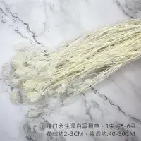 在飛比找松果購物優惠-進口永生漂白黑種草-乾燥花圈 乾燥花束 不凋花配草 拍照道具