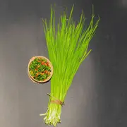 Chives - Garlic seeds