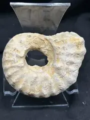Texas Cretaceous Dinosaur-Aged Fossil 3” Mortoniceras Ammonite, Hole-y Ammonite!