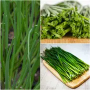 Onion (Spring) - Natsuyo seeds