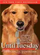 Until Tuesday ─ A Wounded Warrior and the Golden Retriever Who Saved Him
