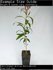 Buy Callistemon Willow Bottlebrush Tree Plant - Callistemon salignus