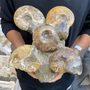 10lb Large Rare Natural Ammonite Fossil Conch Crystal Specimen Healing