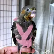AU Pet Parrot Bird Harness Lead Leash Flying Training Rope Cockatiel Adjustable