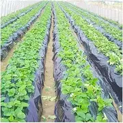 Thicken 0.014mm Black Agriculture Shade PE Film, for Greenhouse Frost Protection Weeding Control Plants Keep Warm Mulch Film 10~50m (Size : 0.014mm 2mx10m)