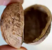 Walnut Shell Halves in Pairs Natural Arts & Crafts Supply, 1.6" - 1.7" inch long