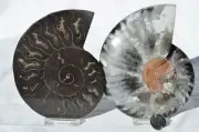 Large Black Ammonite PAIR Deep Crystals 110myo Dino age Fossil 126mm 5.0" 9594bb