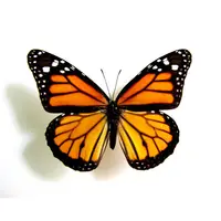 在飛比找蝦皮購物優惠-蟲新發現╭○-○╮蝴蝶標本A1 ~ 大樺斑蝶/帝王斑蝶 秘魯