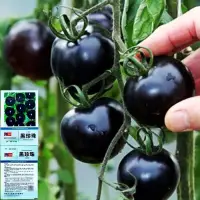 在飛比找露天拍賣優惠-【高佬莊】紫櫻桃黑番茄種子 種籽四季黑西紅柿種子 種籽盆栽水
