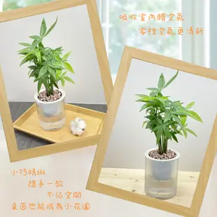 【小品文化】森林馬拉巴栗【現貨】3吋條紋圓免澆水盆栽 懶人盆栽 觀葉植物 室內植物 自動吸水 創意花盆 居家辦公盆花