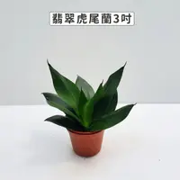 在飛比找momo購物網優惠-【Gardeners】翡翠虎尾蘭 3吋盆-1入(室內植物/綠