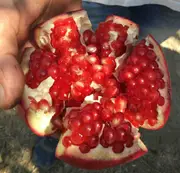 Buy Dwarf Pomegranate - Parfianka (Punica granatum)