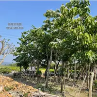 在飛比找蝦皮購物優惠-田尾玫瑰園 l 大型植物請聯繫客服報價【油桐花、油桐樹、木油