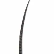 50" to 55" Reeves Pheasant Tail Feather - Grey ((SECONDS))