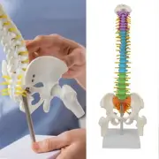 Human Spine Model with Stand Colored Vertebrae for Science Students Learning