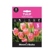 Bloomin Bulbs Tulip Tom Pouce - Tulipa hybrid - 5 Pack
