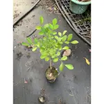 『宥植栽&果苗』七里香 三吋袋苗 /綠化植物/盆景