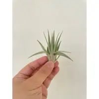 在飛比找蝦皮購物優惠-空氣鳳梨 薄紗 Tillandsia gardneri