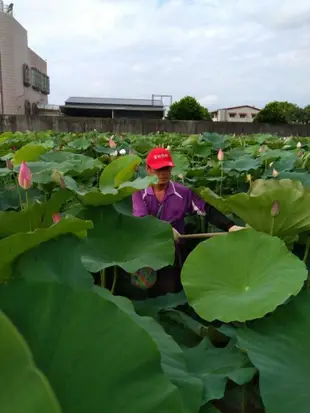 （112年度上市）㊣ 台南白河新鮮蓮子@美旺農產行~無泡藥、無漂白