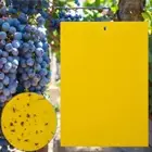 10 Pack Yellow Sticky Traps Both-Sided 15x20cm Fruit Fly Gnat Trap for Plants wi