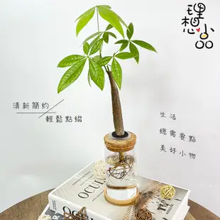 【理想小品】馬拉巴栗單支【現貨】發財樹 水耕盆栽 無土種植 觀葉植物 室內植物 完全水養 圓柱玻璃飾品 花盆 盆栽