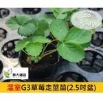 (秋冬限量供應) 香水草莓苗(G3走莖苗)(2.5吋盆)