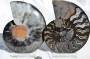 Large Black Ammonite PAIR Great Crystals 110myo FOSSIL XXL 136mm 5.4" 9350bb